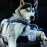 Treason is registered to the contest to win money with this photo: