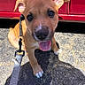 puppy, dog, leash, outdoor, asphalt, red_vehicle, close_up, tongue_out, happy, pet, canine, brown_fur, sunlight, sitting, young_dog, ears, paw, shadow, collar, cute