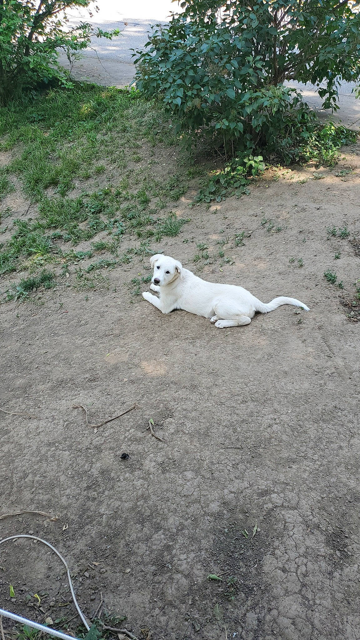 Kiara joined the competition — help win amazing prizes! art, asphalt, carnivore, companion_dog, dog, dog_breed, grass, landscape, monochrome, monochrome_photography, pasture, plant, road_surface, sidewalk, snout, soil, tail, terrestrial_animal, tree, wildlife