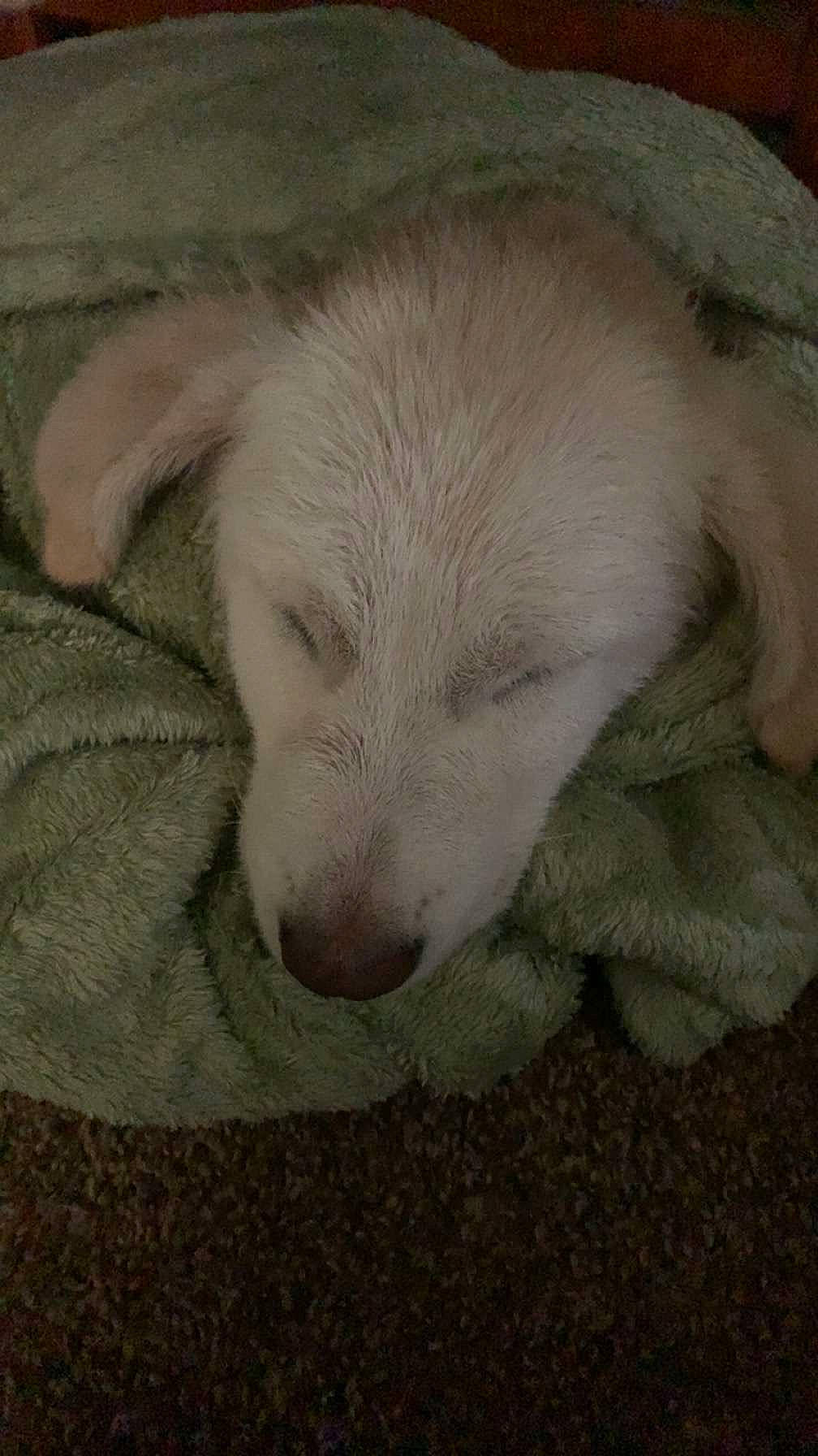 Kiara joined the competition — help win amazing prizes! canidae, carnivore, comfort, companion_dog, dog, dog_breed, fawn, fur, nap, no_expression, non_sporting_group, sleep, snout, sporting_group, tail, terrestrial_animal, working_animal