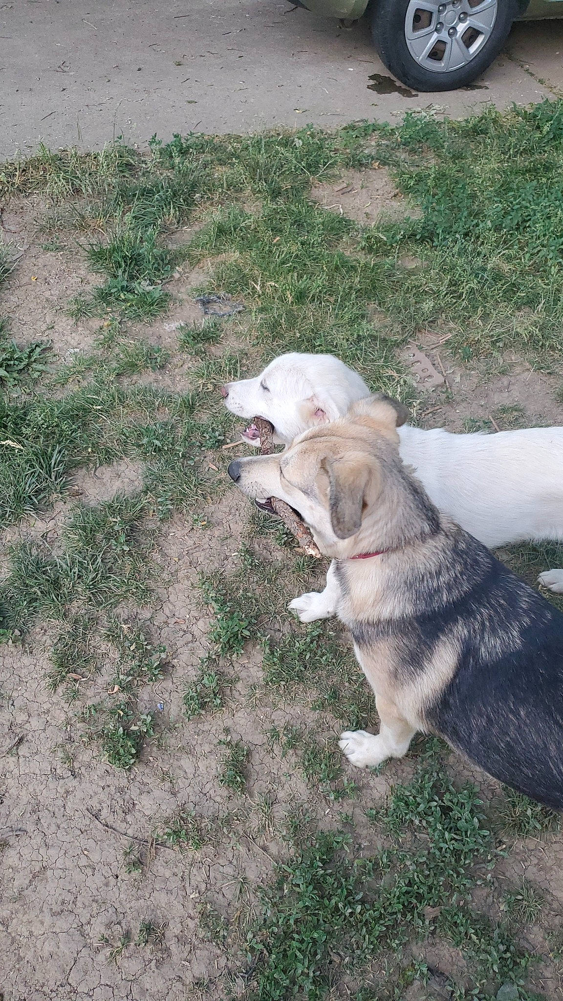 Kiara joined the competition — help win amazing prizes! ancient_dog_breeds, canidae, carnivore, companion_dog, dog, dog_breed, fawn, fur, grass, livestock_guardian_dog, paw, plant, sled_dog, soil, sporting_group, street_dog, tail, tree, working_animal, working_dog