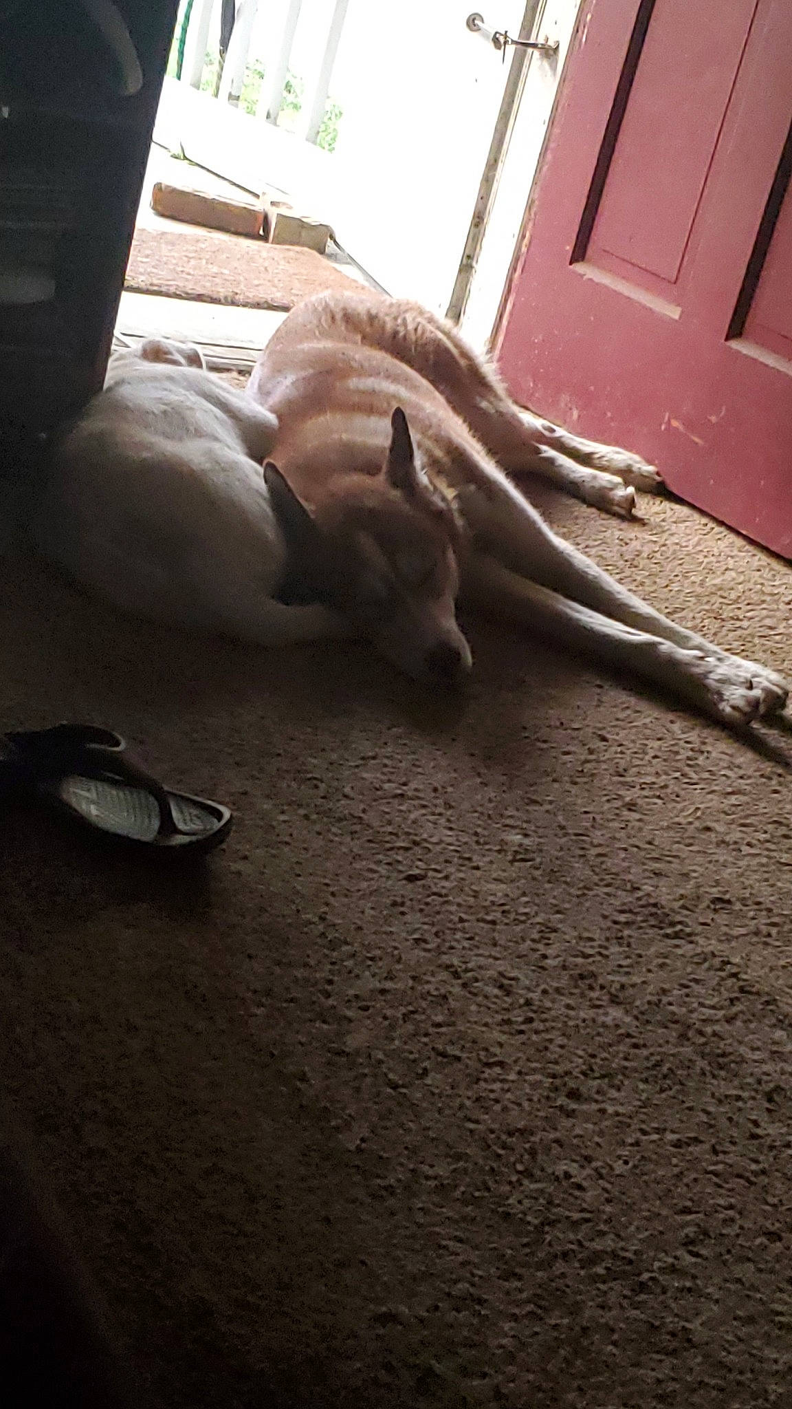 Kiara is registered to the contest to win money with this photo: comfort, dog, door, fawn, felidae, flooring, foot, grey, hardwood, human_leg, road_surface, shadow, small_to_medium_sized_cats, snout, tail, tints_and_shades, whiskers, window, wood, working_animal