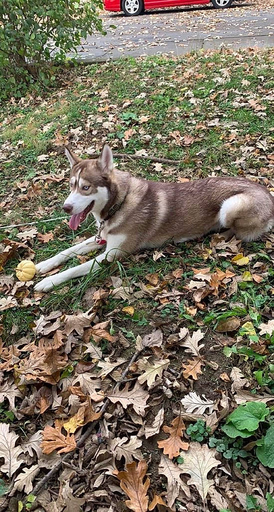 Kovu is registered to the contest to win money with this photo: canidae, canis, carnivore, companion_dog, dog, dog_breed, fawn, grass, groundcover, plant, sled_dog, snout, soil, sporting_group, tail, terrestrial_animal, wildlife, wolf, wood, working_dog