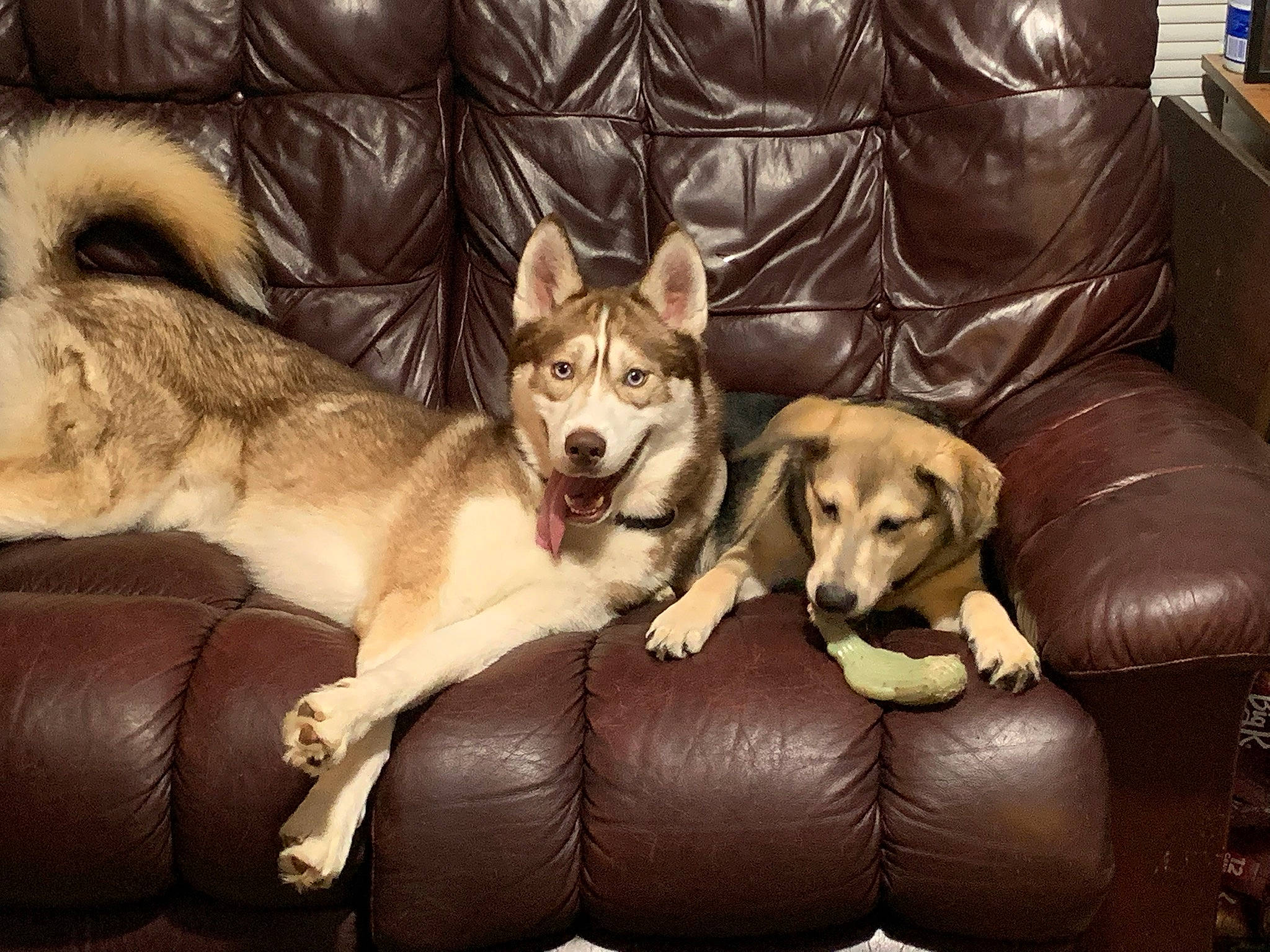 Kovu joined the competition — help win amazing prizes! canidae, carnivore, comfort, companion_dog, couch, dog, dog_breed, dog_supply, fawn, flooring, fur, living_room, picture_frame, room, sitting, sled_dog, sofa_bed, sporting_group, working_animal, working_dog