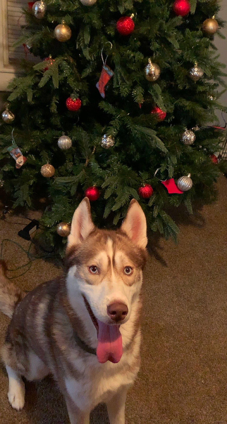Kovu is registered to the contest to win money with this photo: carnivore, christmas_decoration, christmas_ornament, christmas_tree, companion_dog, conifer, dog, dog_breed, event, evergreen, fawn, fur, herding_dog, holiday, holiday_ornament, ornament, plant, sled_dog, snout, working_animal
