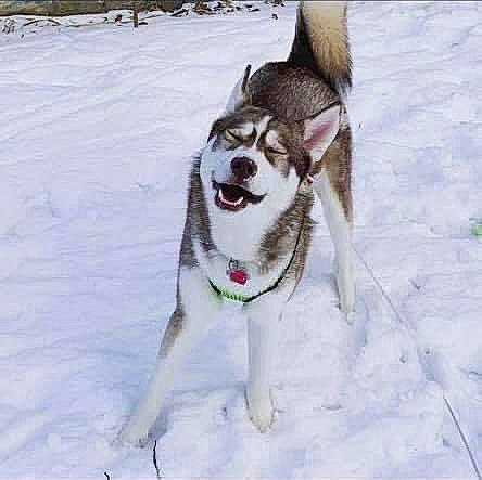 Kovu is registered to the contest to win money with this photo: canidae, carnivore, collar, companion_dog, dog, dog_breed, dog_collar, freezing, fur, leash, pet_supply, recreation, siberian_husky, sled_dog, slope, snow, sporting_group, tail, winter, working_dog