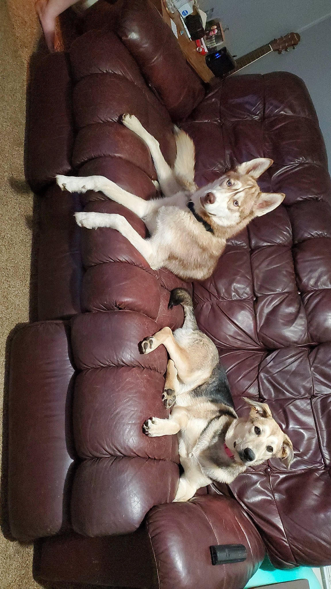 Phoebe joined the competition — help win amazing prizes! carnivore, cat, chair, comfort, companion_dog, dog, dog_breed, fawn, felidae, fur, human_leg, linens, paw, room, small_to_medium_sized_cats, tail, toy_dog, vertebrate, whiskers, wood