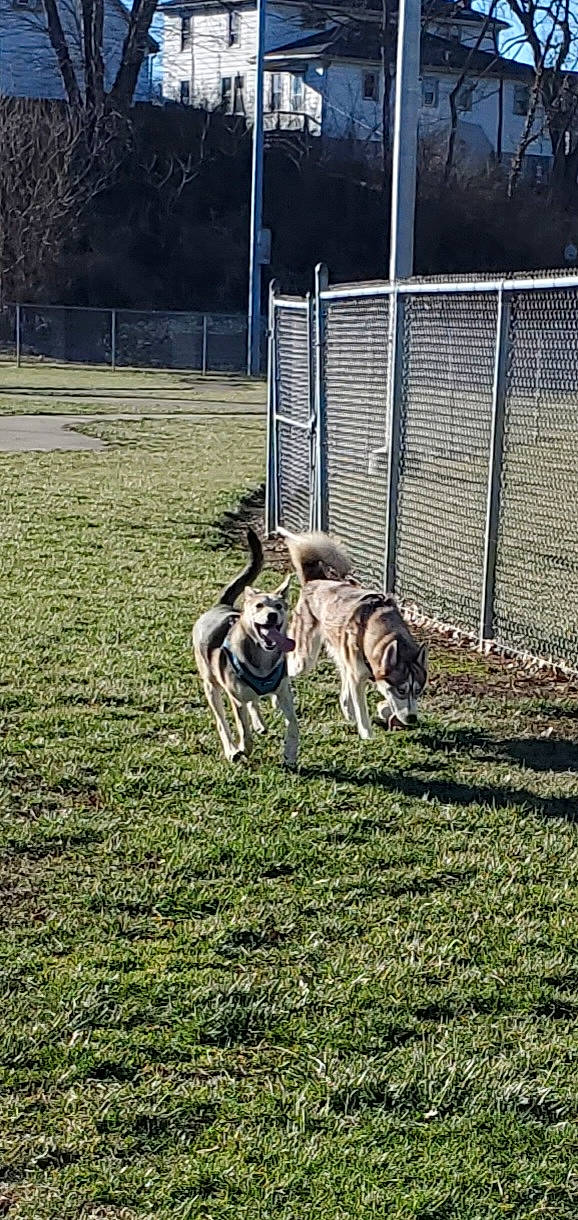 Phoebe joined the competition — help win amazing prizes! canidae, carnivore, companion_dog, dog, dog_breed, fence, grass, grassland, groundcover, mesh, non_sporting_group, pasture, plant, sporting_group, tail, terrestrial_animal, tree, wildlife, wire_fencing, working_dog
