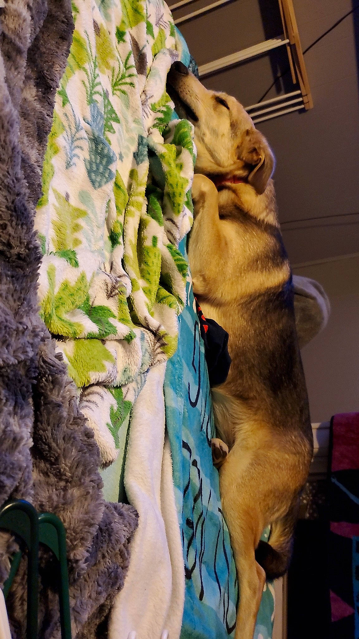 Phoebe joined the competition — help win amazing prizes! adventure, art, bedrock, canidae, carnivore, companion_dog, dog, dog_breed, fawn, felidae, fur, rock, rope, small_to_medium_sized_cats, sporting_group, tail, trunk, visual_arts, window, wood