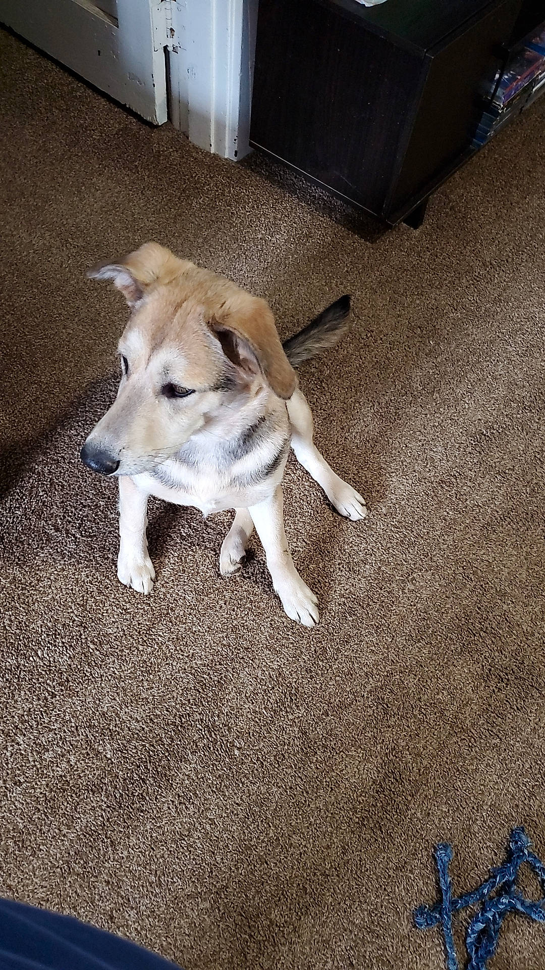 Phoebe joined the competition — help win amazing prizes! asphalt, canidae, carnivore, chair, companion_dog, dog, dog_breed, fawn, flooring, non_sporting_group, road_surface, shadow, snout, soil, tail, wood, working_animal