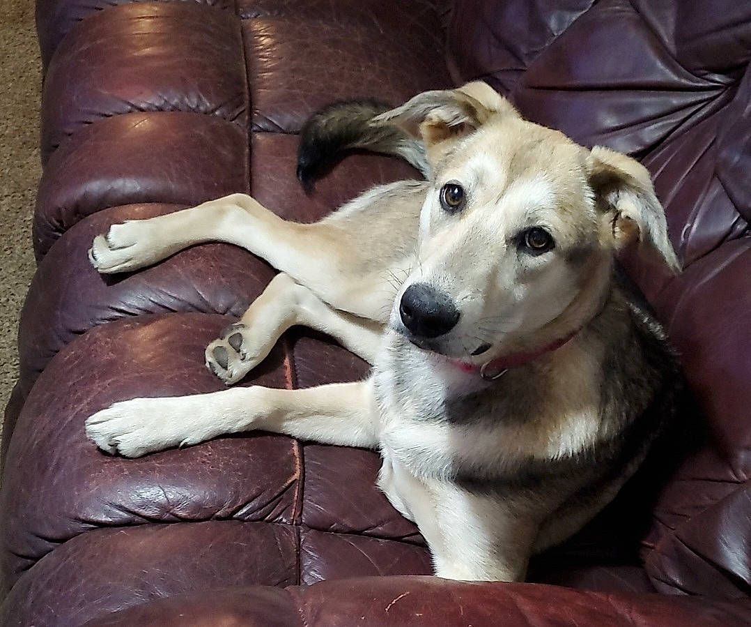 Phoebe joined the competition — help win amazing prizes! ancient_dog_breeds, canidae, carnivore, comfort, companion_dog, couch, dog, dog_breed, dog_supply, fawn, fur, furniture, paw, puppy_love, sighthound, sporting_group, street_dog, tail, whiskers, working_animal