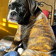 Bobby is registered to the contest to win money with this photo: animal, armchair, bostonbull, boxer, bulldog, canine, chair, couch, dog, frenchbulldog, furniture, hound, indoors, interiordesign, pet, pitbull, pug, puppy, shelf, wood