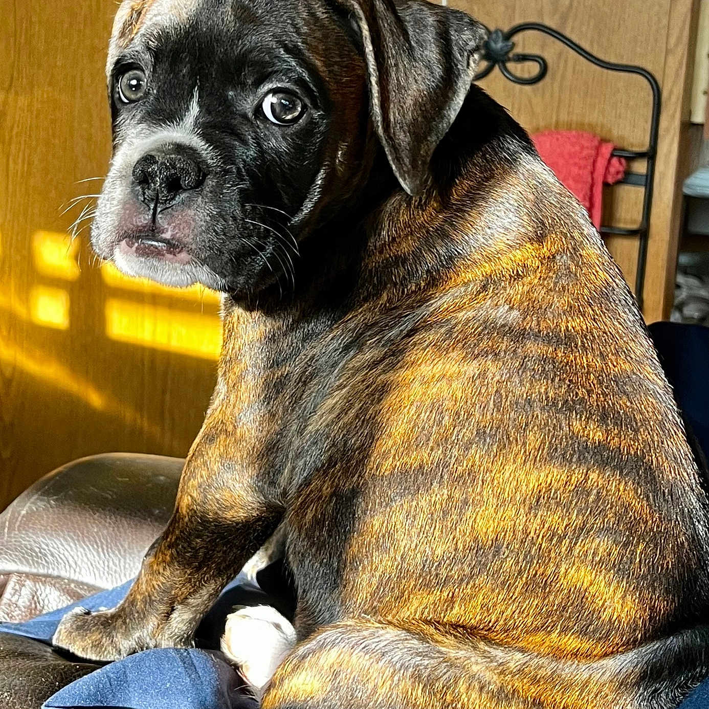 Bobby