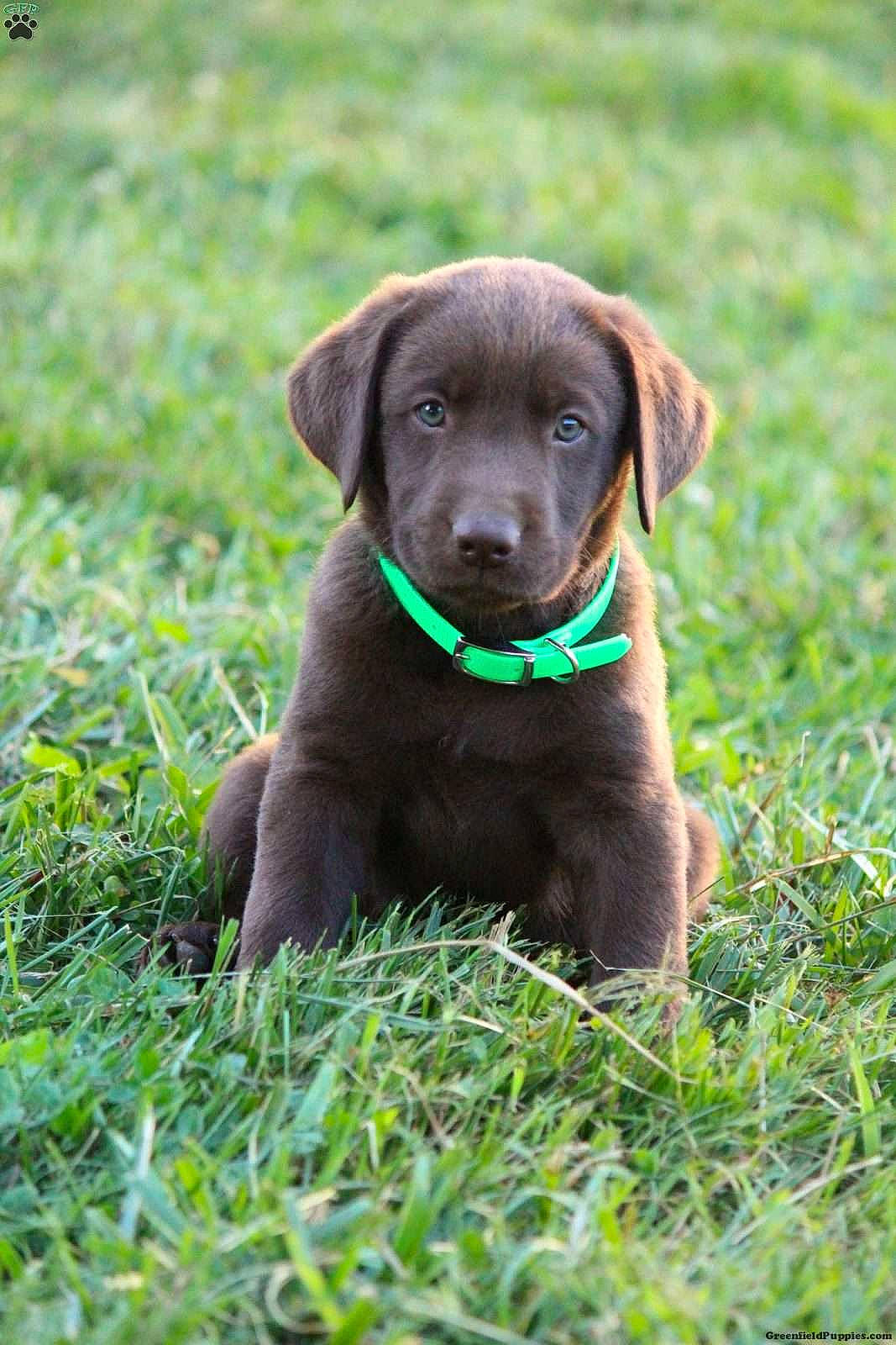 Loki joined the competition — help win amazing prizes! borador, canidae, carnivore, collar, companion_dog, dog, dog_breed, dog_collar, fur, grass, grassland, groundcover, gun_dog, hunting_dog, liver, plant, puppy, sporting_group, terrestrial_animal, working_animal