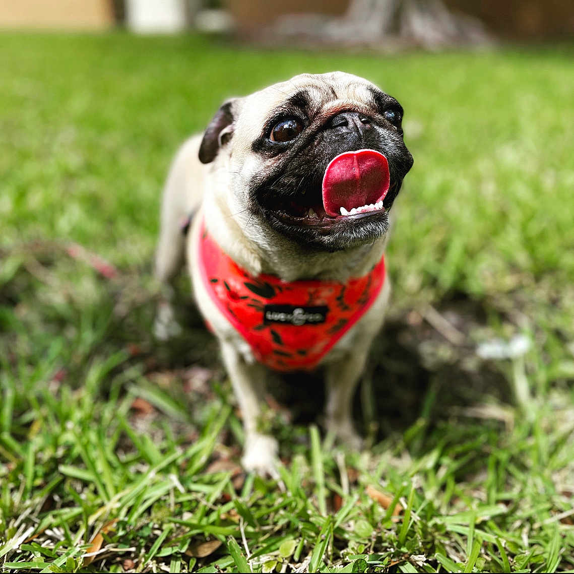 Lola joined the competition — help win amazing prizes! animal, bodypart, bulldog, canine, dog, grass, lawn, mouth, person, pet, plant, pug, puppy, tongue