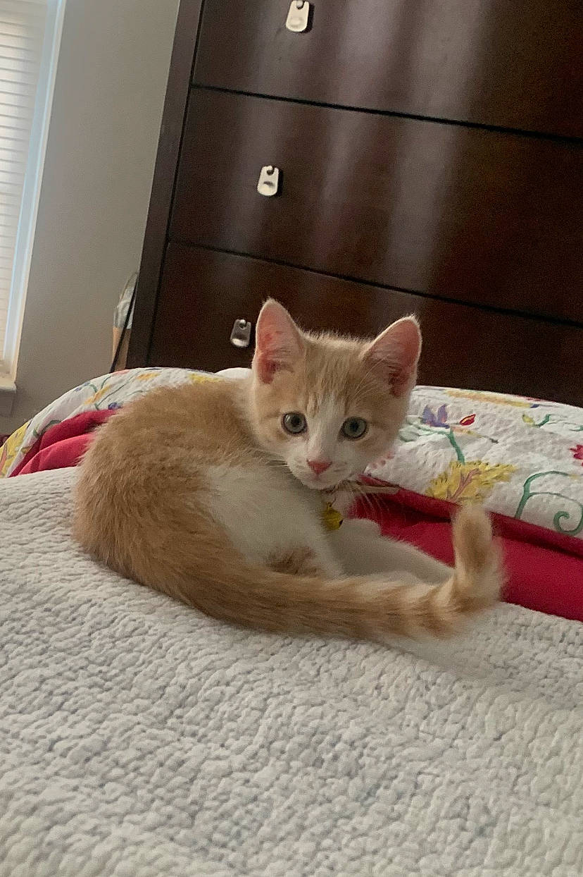 Gerald joined the competition — help win amazing prizes! carnivore, cat, cat_supply, claw, comfort, domestic_short_haired_cat, fawn, felidae, flooring, fur, hardwood, paw, pet_supply, room, small_to_medium_sized_cats, snout, tail, whiskers, window, wood