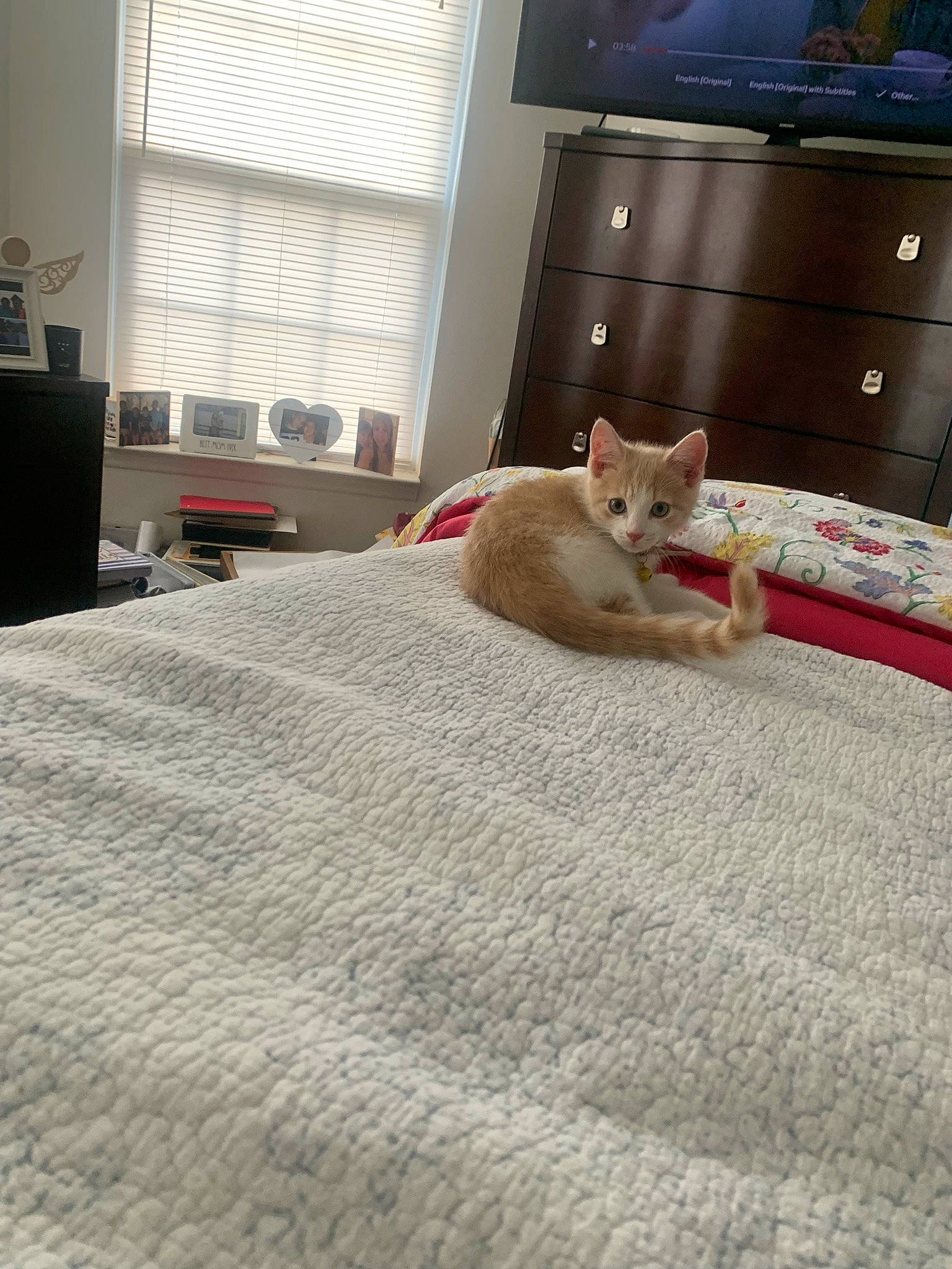 Gerald is registered to the contest to win money with this photo: cabinetry, carnivore, cat, chest_of_drawers, comfort, drawer, fawn, felidae, floor, flooring, furniture, grey, hardwood, linens, small_to_medium_sized_cats, tail, television, whiskers, window, wood