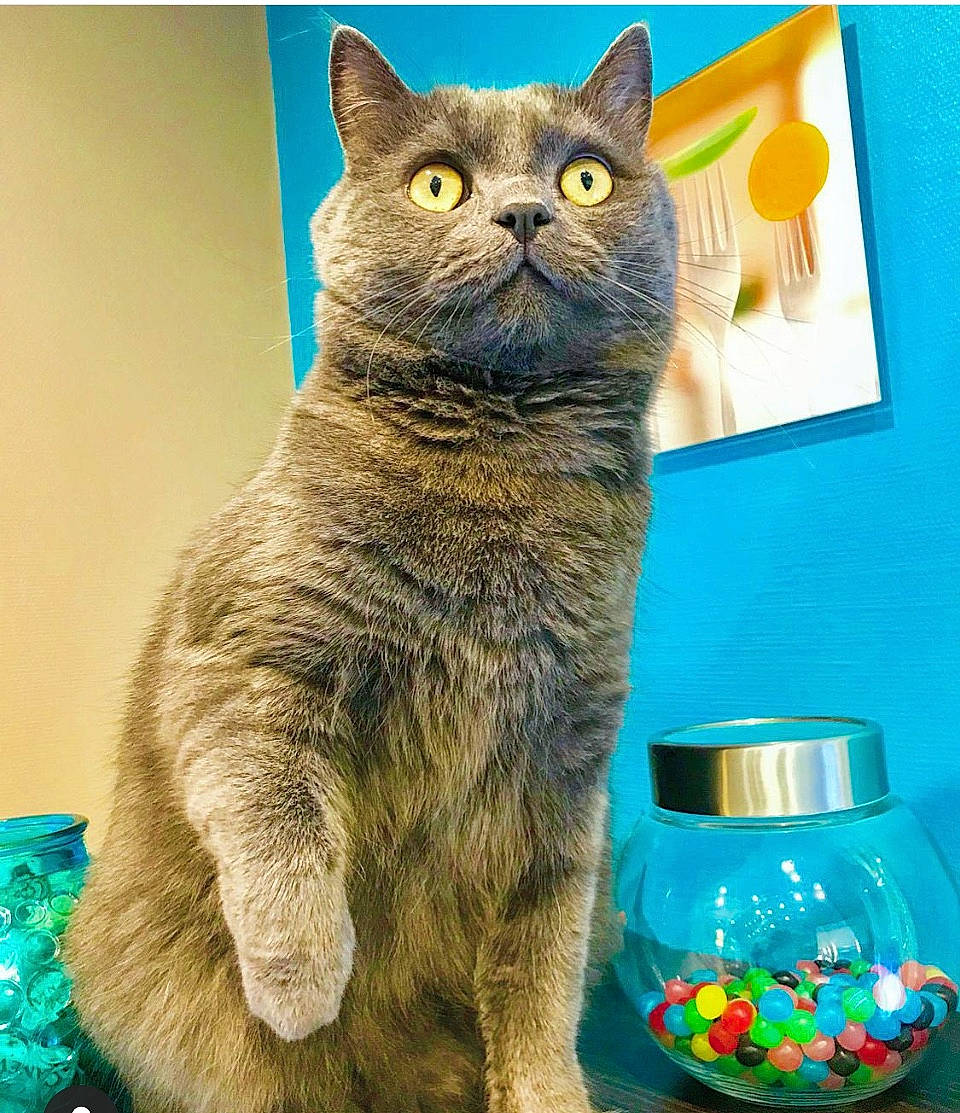 Sheba participe au concours pour gagner de l'argent avec cette photo : blue, carnivore, cat, cat_furniture, cat_supply, domestic_short_haired_cat, drinkware, felidae, food_storage_containers, fur, green, liquid, pet_supply, puzzle, rectangle, small_to_medium_sized_cats, snout, tail, terrestrial_animal, whiskers