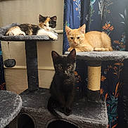 Binx And Jack joined the competition — help win amazing prizes! animal, black_cat, calico_cat, cat, cat_tree, curtains, cute, domestic_animal, feline, floral_pattern, household, indoor, kitten, multi_cat, orange_tabby, pet, pet_care, plush_furniture, resting, young_animal