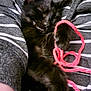 Binx And Jack is registered to the contest to win money with this photo: animal, black_cat, close_up, cozy, cute, domestic_cat, furry, gray, indoor, kitten, paw, pet, pink_yarn, relaxed, resting, sleeping, soft, striped_fabric, white, yarn