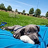 Stewie joined the competition — help win amazing prizes! puppy, dog, pet, blue_eyes, gray_fur, white_toy, hammock, outdoor, grass, park, trees, blue_sky, sunny, relaxed, lying_down, cute, playful, leash, portrait, animal
