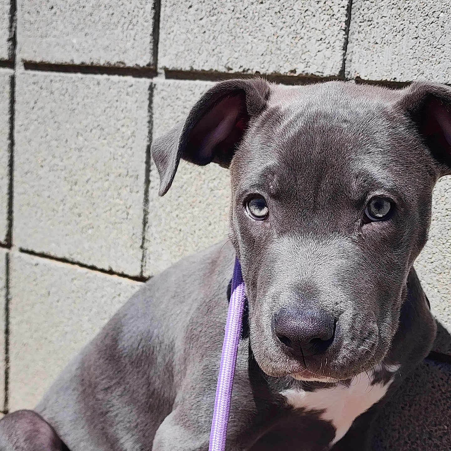 Stewie is registered to the contest to win money with this photo: puppy, dog, pet, canine, portrait, close_up, gray_fur, white_markings, floppy_ears, brown_eyes, nose, leash, purple_leash, sitting, outdoor, tiled_wall, animal, companion, adorable, focused
