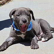 Stewie joined the competition — help win amazing prizes! puppy, dog, gray_dog, blue_bandana, open_mouth, smiling, lying_down, outdoor, sunlight, pavement, concrete, portrait, close_up, animal, pet, floppy_ears, brown_eyes, white_chest, playful, happy