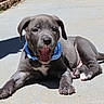 puppy, dog, gray_dog, blue_bandana, open_mouth, smiling, lying_down, outdoor, sunlight, pavement, concrete, portrait, close_up, animal, pet, floppy_ears, brown_eyes, white_chest, playful, happy