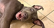 Stewie is registered to the contest to win money with this photo: dog, pit_bull, pet, animal, portrait, close_up, floppy_ears, open_mouth, smiling, teeth, tongue, brown_fur, short_hair, lying_down, floor, tile, indoor, home, playful, funny