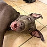 dog, pit_bull, pet, animal, portrait, close_up, floppy_ears, open_mouth, smiling, teeth, tongue, brown_fur, short_hair, lying_down, floor, tile, indoor, home, playful, funny