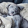 Stewie is registered to the contest to win money with this photo: puppy, dog, blue_gray, floppy_ears, blue_eyes, pet, animal, blanket, fluffy, car_interior, seated, lying_down, close_up, portrait, cute, adorable, fur, paws, relaxed, photography
