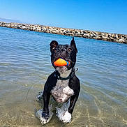 Henry is registered to the contest to win money with this photo: active, animal, ball, beach, black_dog, blue_sky, collar, daytime, dog, fetch, fun, outdoor, pet, playful, rocks, shallow_water, splash, summer, water, white_chest