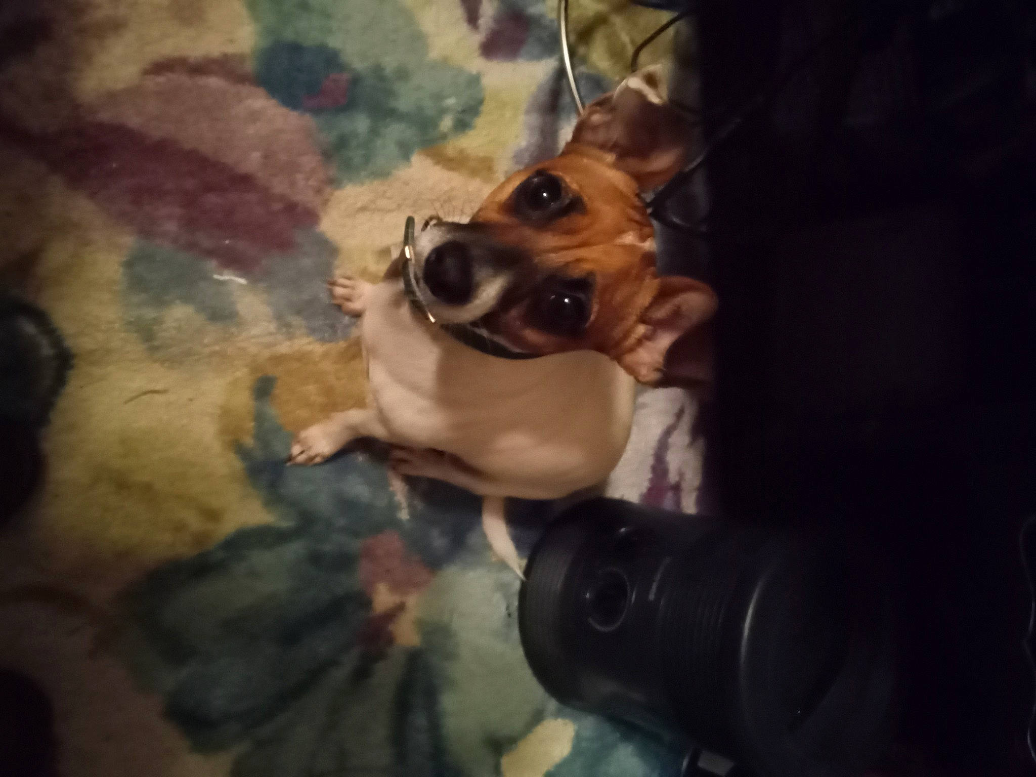 Kiwi joined the competition — help win amazing prizes! canidae, carnivore, companion_dog, darkness, dog, dog_breed, ear, eyewear, fawn, fun, night, non_sporting_group, selfie, snout, sporting_group, tints_and_shades, toy_dog, visual_arts, working_animal