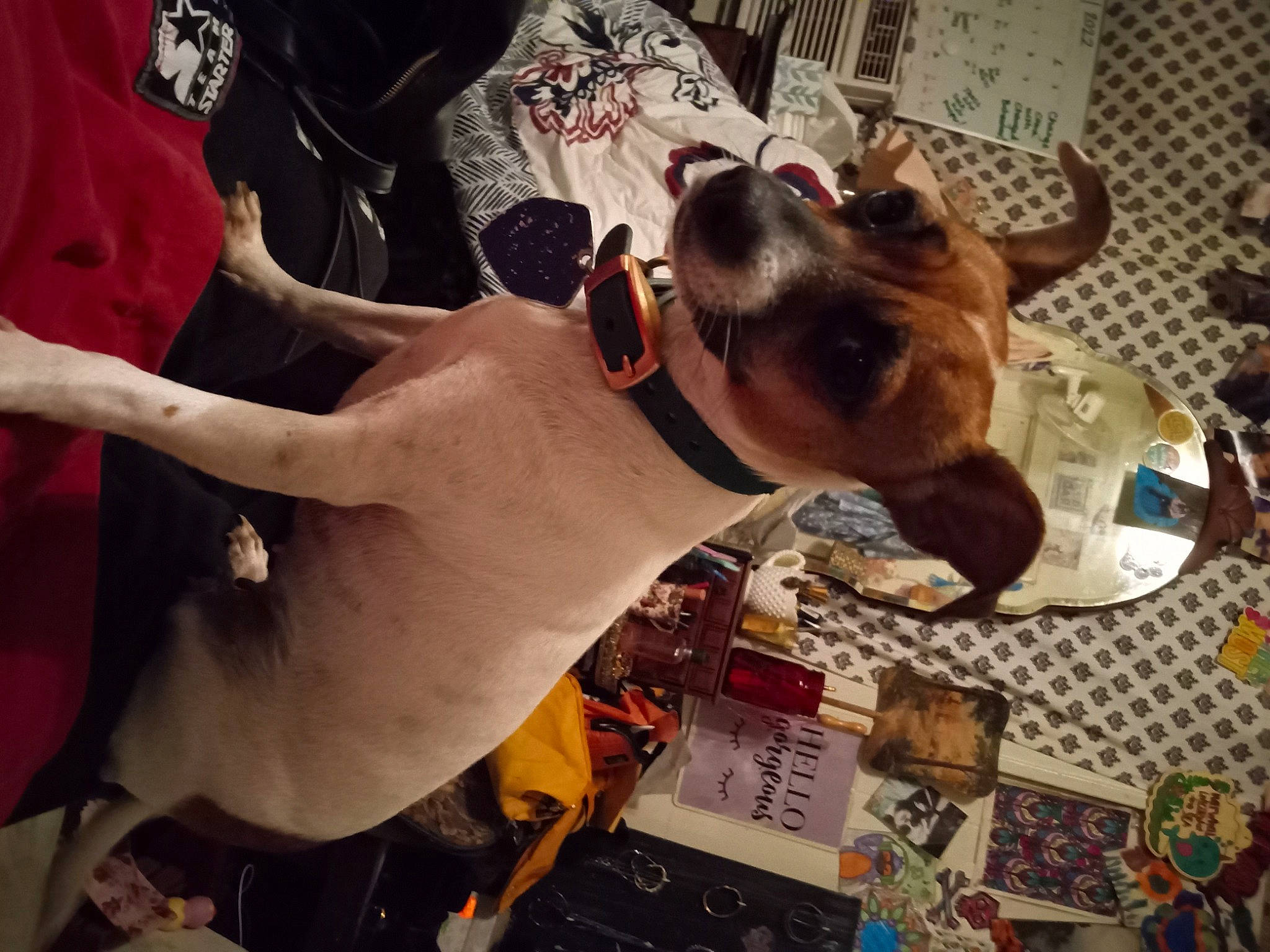 Kiwi joined the competition — help win amazing prizes! carnivore, collar, companion_dog, dog, dog_breed, eyewear, fashion_accessory, fawn, fur, nail, non_sporting_group, personal_protective_equipment, sunglasses, vision_care, whiskers, working_animal