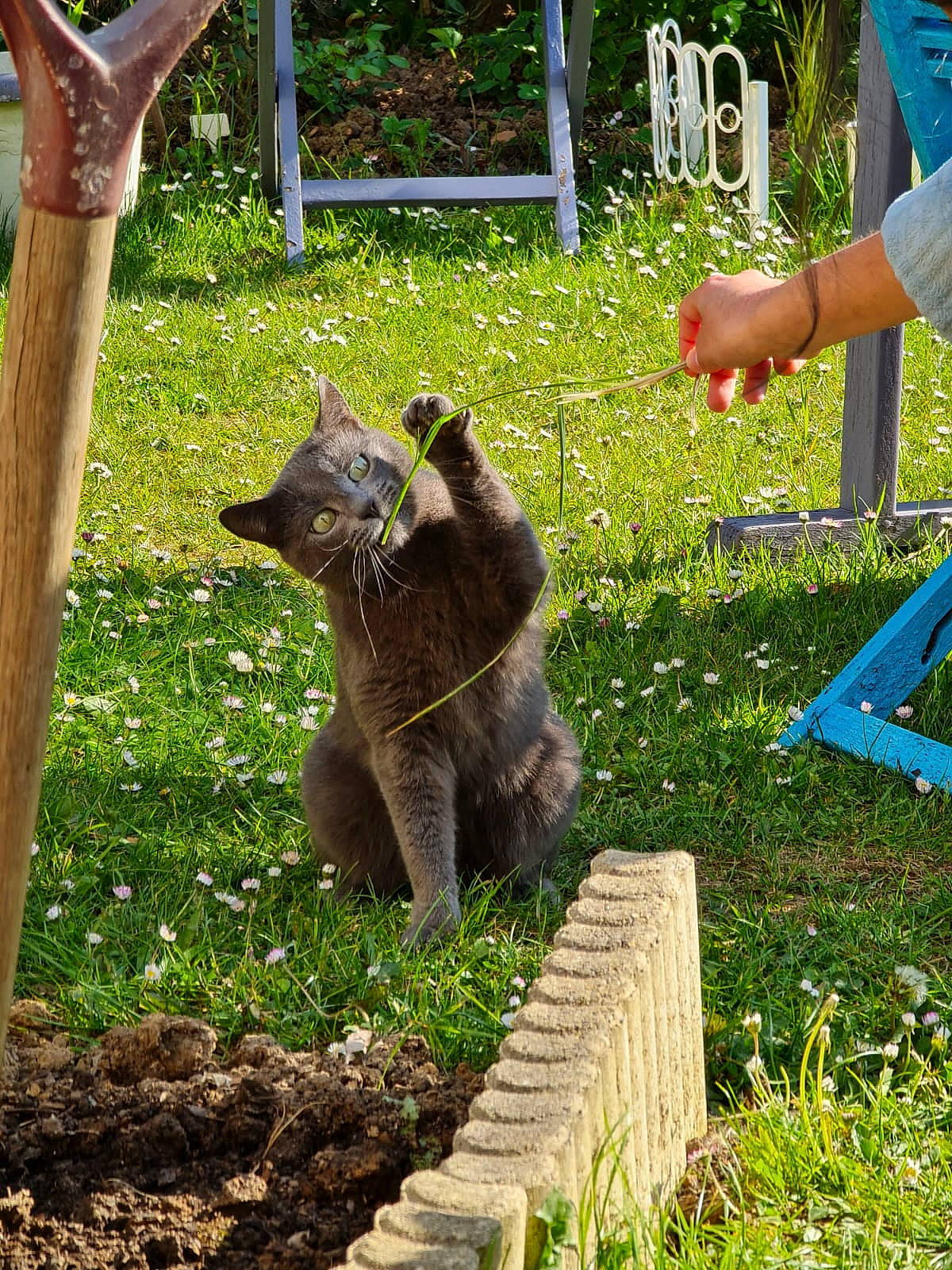 Mistinguette a rejoint le concours — aidez-le/la à gagner de superbes lots ! brown_bear, canidae, carnivore, cat, dog_breed, domestic_short_haired_cat, fawn, felidae, fur, garden, grass, groundcover, plant, shorts, small_to_medium_sized_cats, tail, terrestrial_animal, trunk, whiskers, wood