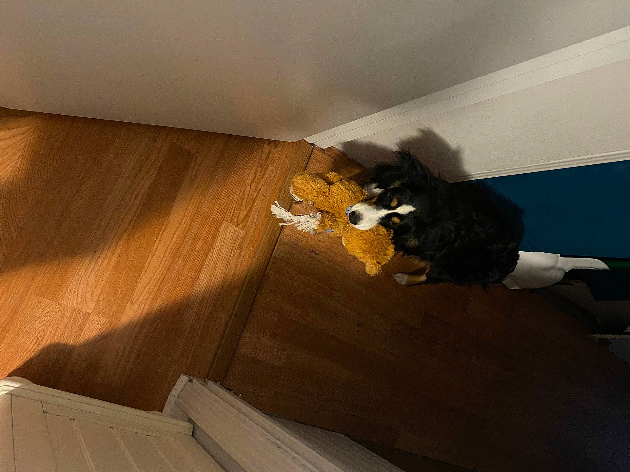 Dash joined the competition — help win amazing prizes! building, ceiling, comfort, daylighting, dog, floor, flooring, hardwood, laminate_flooring, molding, pattern, plaster, plywood, room, stairs, tints_and_shades, varnish, wood, wood_flooring, wood_stain