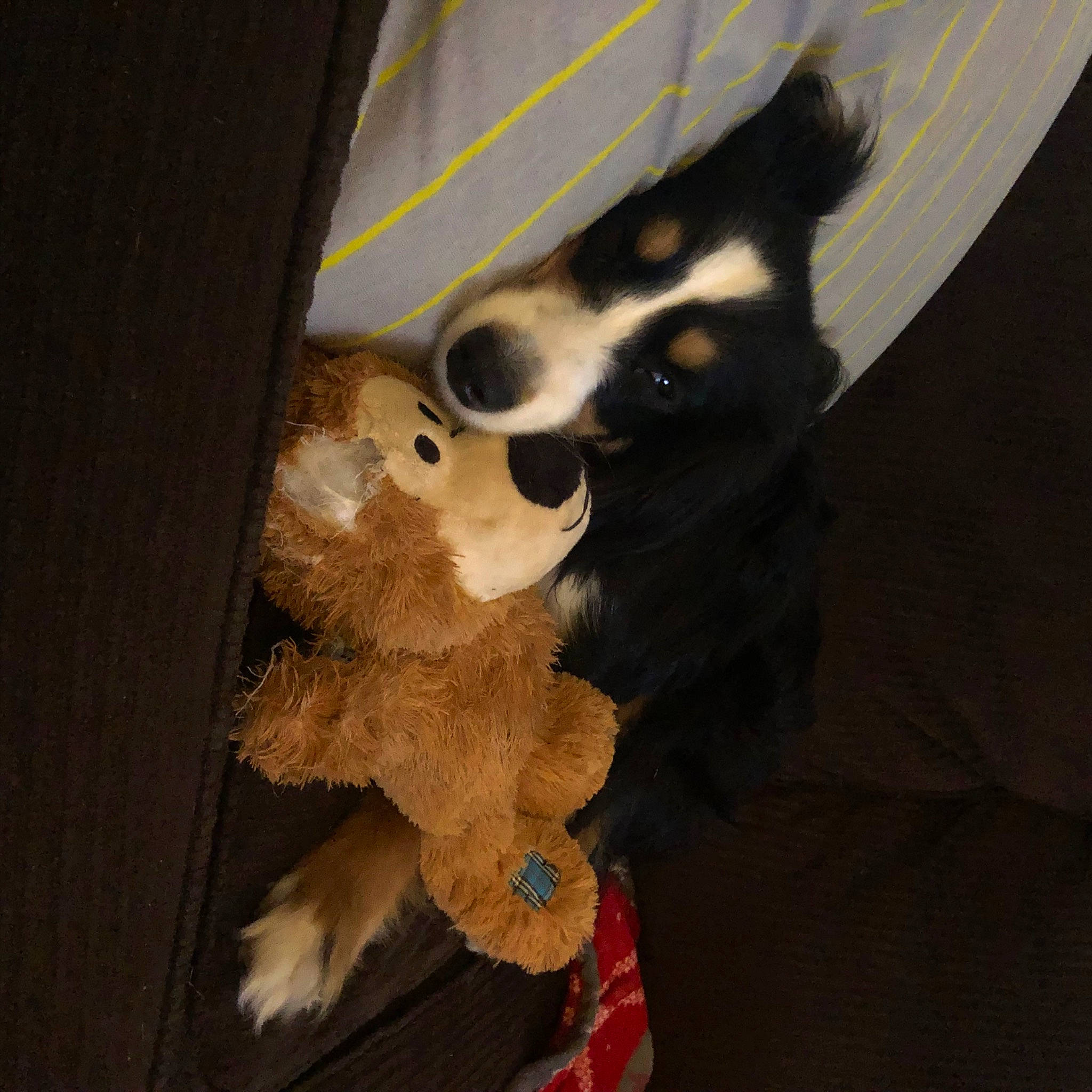 Dash joined the competition — help win amazing prizes! canidae, carnivore, companion_dog, dog, dog_breed, fawn, flooring, fur, paw, small_to_medium_sized_cats, snout, sporting_group, stuffed_toy, tail, terrestrial_animal, toy, toy_dog, whiskers, wood, working_animal