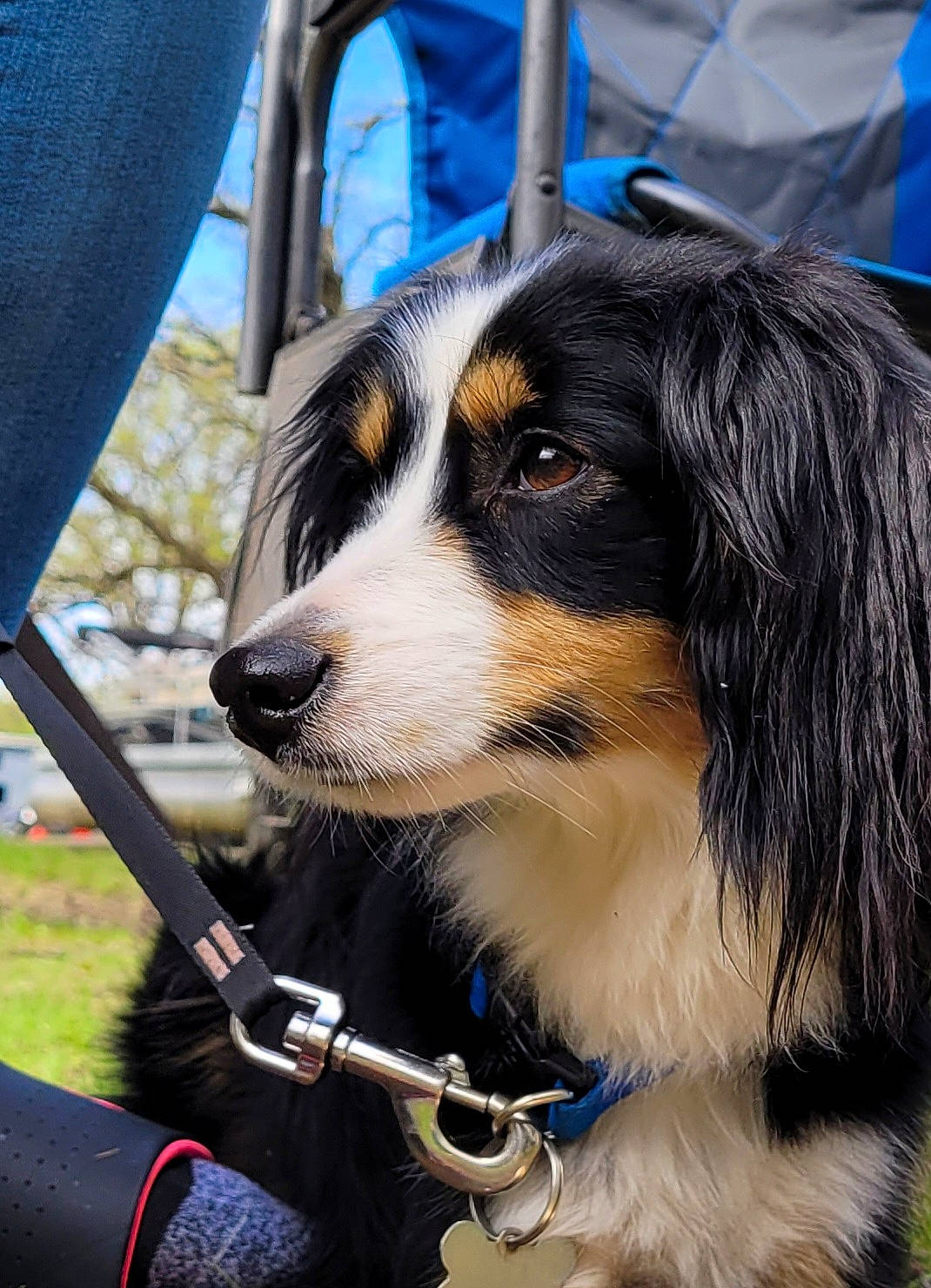 Dash joined the competition — help win amazing prizes! bernese_mountain_dog, blue, canidae, carnivore, collar, companion_dog, dog, dog_breed, dog_supply, electric_blue, fur, herding_dog, pet_supply, plant, snout, sporting_group, terrestrial_animal, tree, working_animal, working_dog