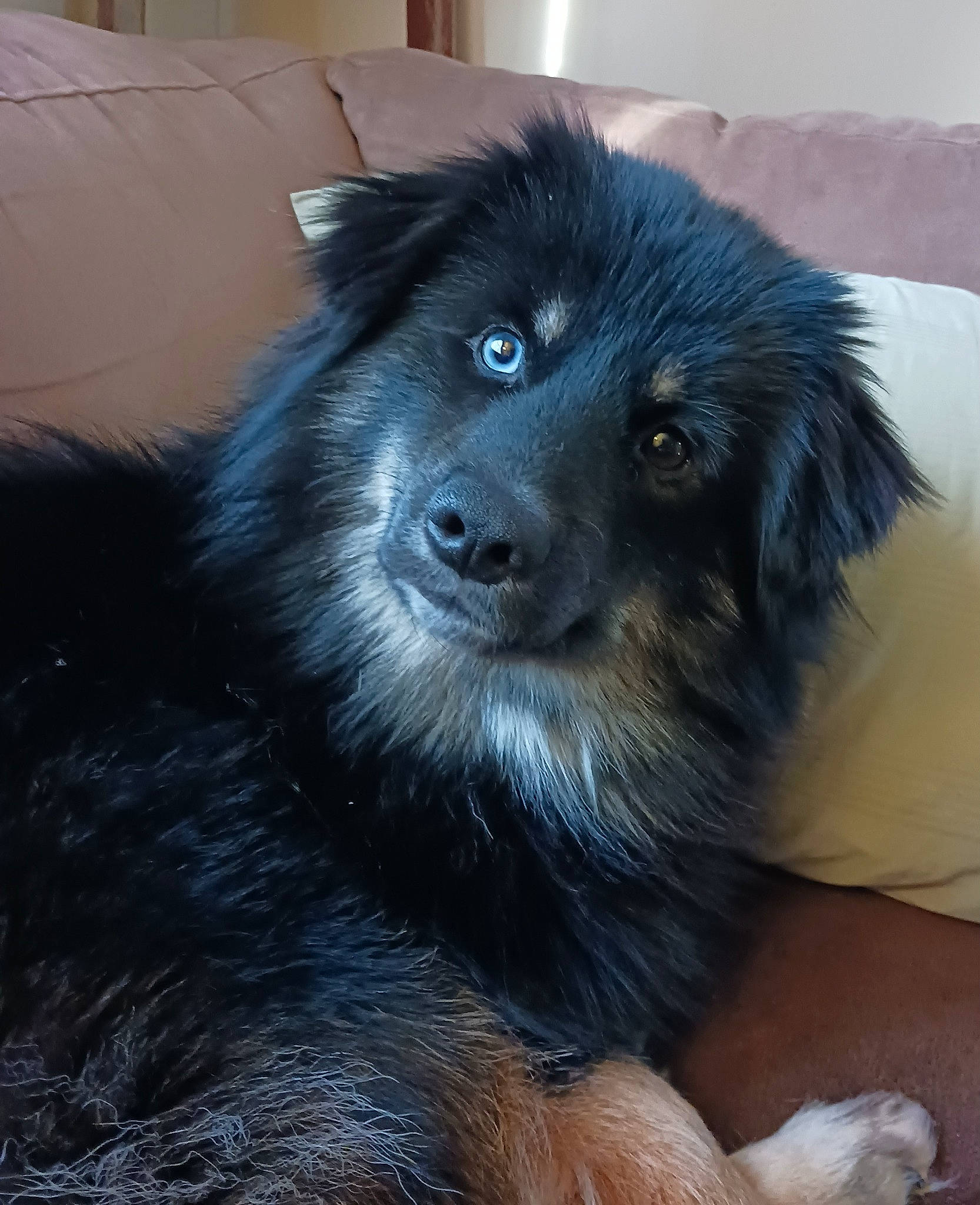 Bear joined the competition — help win amazing prizes! ancient_dog_breeds, canidae, carnivore, companion_dog, couch, dog, dog_breed, electric_blue, fur, german_spitz_klein, german_spitz_mittel, herding_dog, sleeper_chair, snout, spitz, sporting_group, terrestrial_animal, whiskers, working_animal, working_dog