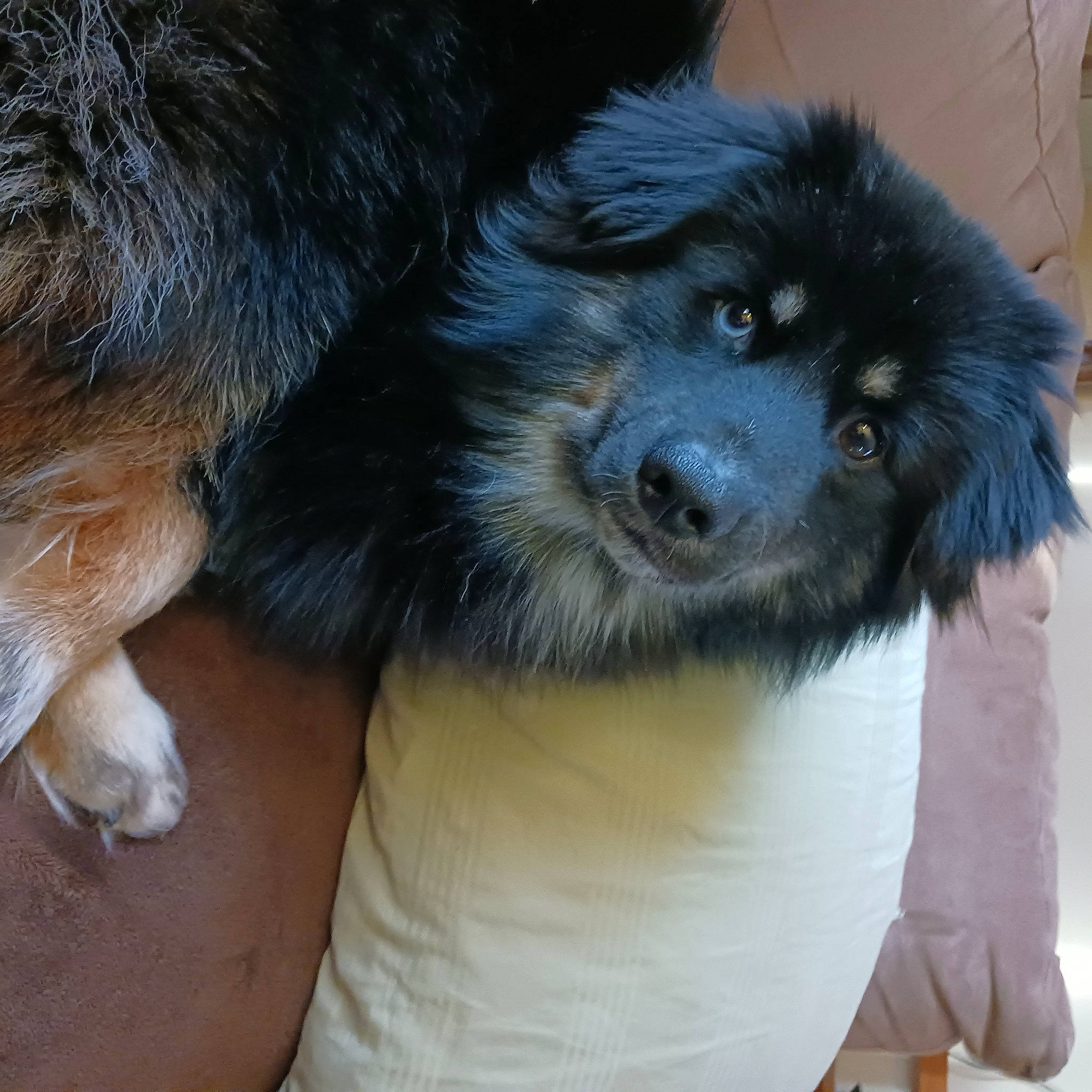 Bear joined the competition — help win amazing prizes! ancient_dog_breeds, canidae, carnivore, companion_dog, dog, dog_breed, electric_blue, fur, paw, snout, sporting_group, terrestrial_animal, toy_dog, whiskers, working_animal, working_dog