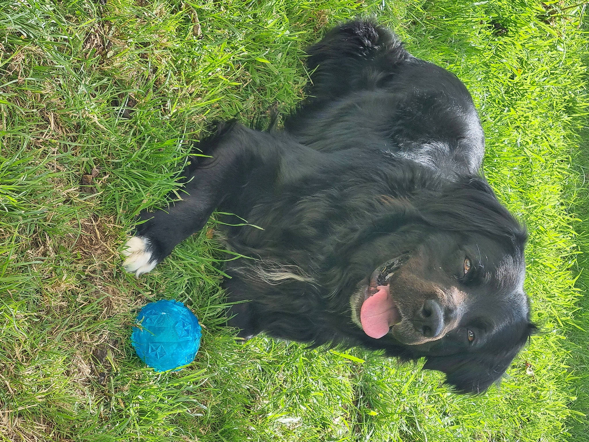 Naïko a rejoint le concours — aidez-le/la à gagner de superbes lots ! ball, borador, canidae, carnivore, companion_dog, dog, dog_breed, electric_blue, fur, grass, guard_dog, liver, paw, retriever, snout, sporting_group, tail, terrestrial_animal, working_animal, working_dog