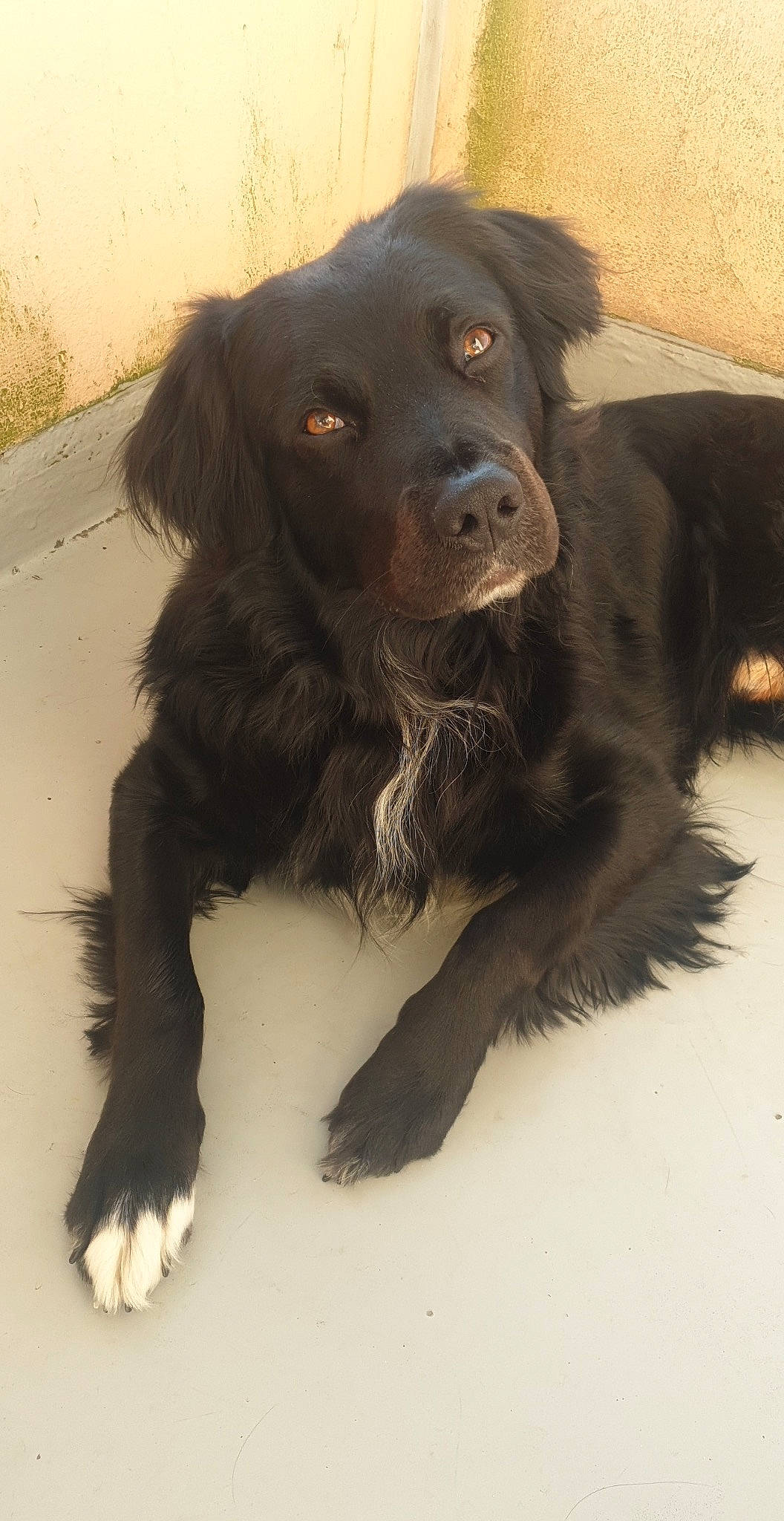 Naïko participe au concours pour gagner de l'argent avec cette photo : borador, canidae, carnivore, companion_dog, dog, dog_breed, fur, gun_dog, hunting_dog, liver, retriever, snout, spaniel, sporting_group, working_animal, working_dog