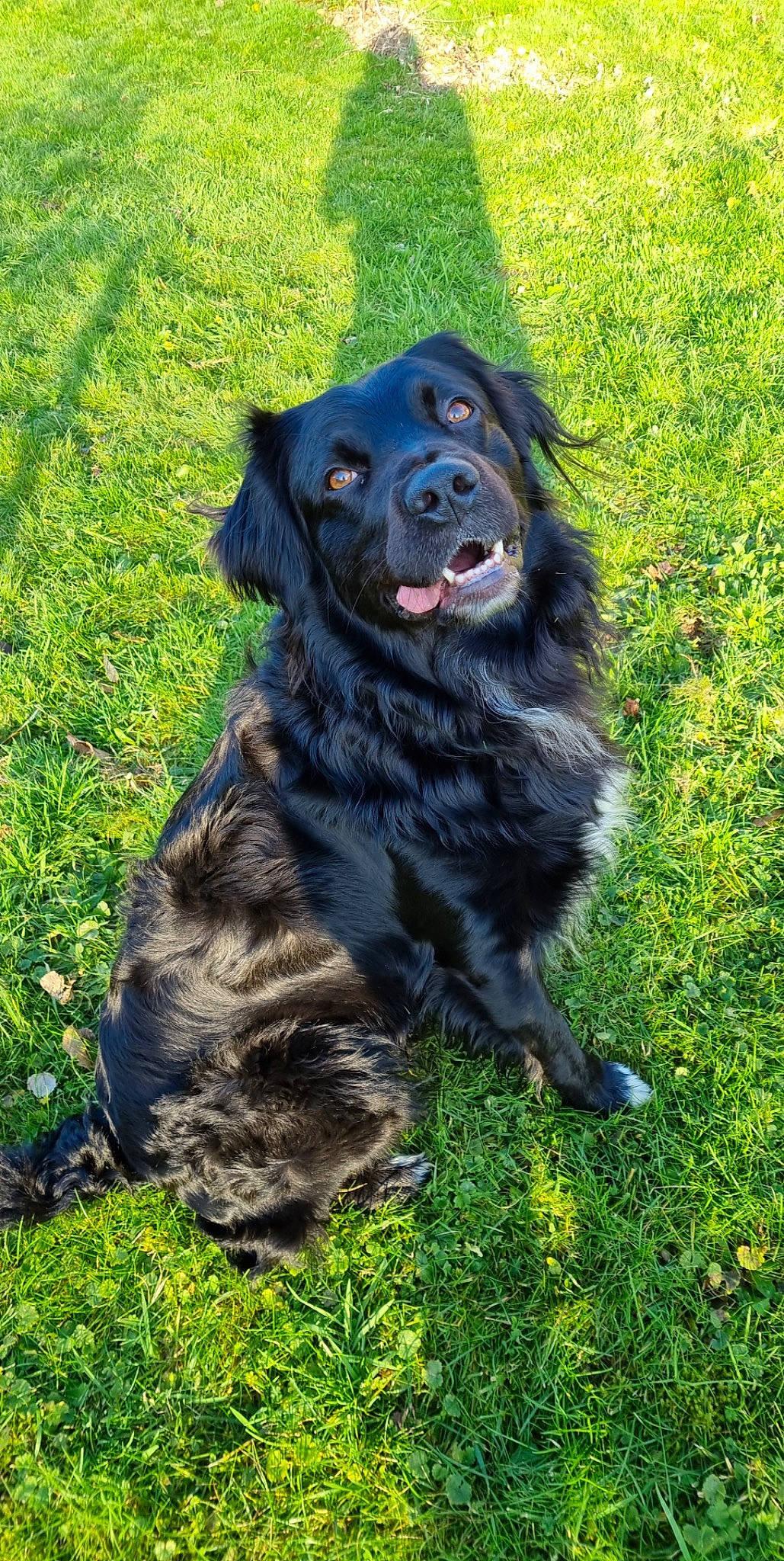 Naïko a rejoint le concours — aidez-le/la à gagner de superbes lots ! borador, canidae, carnivore, companion_dog, dog, dog_breed, fur, grass, gun_dog, hunting_dog, retriever, snout, sporting_group, terrestrial_animal, working_animal, working_dog