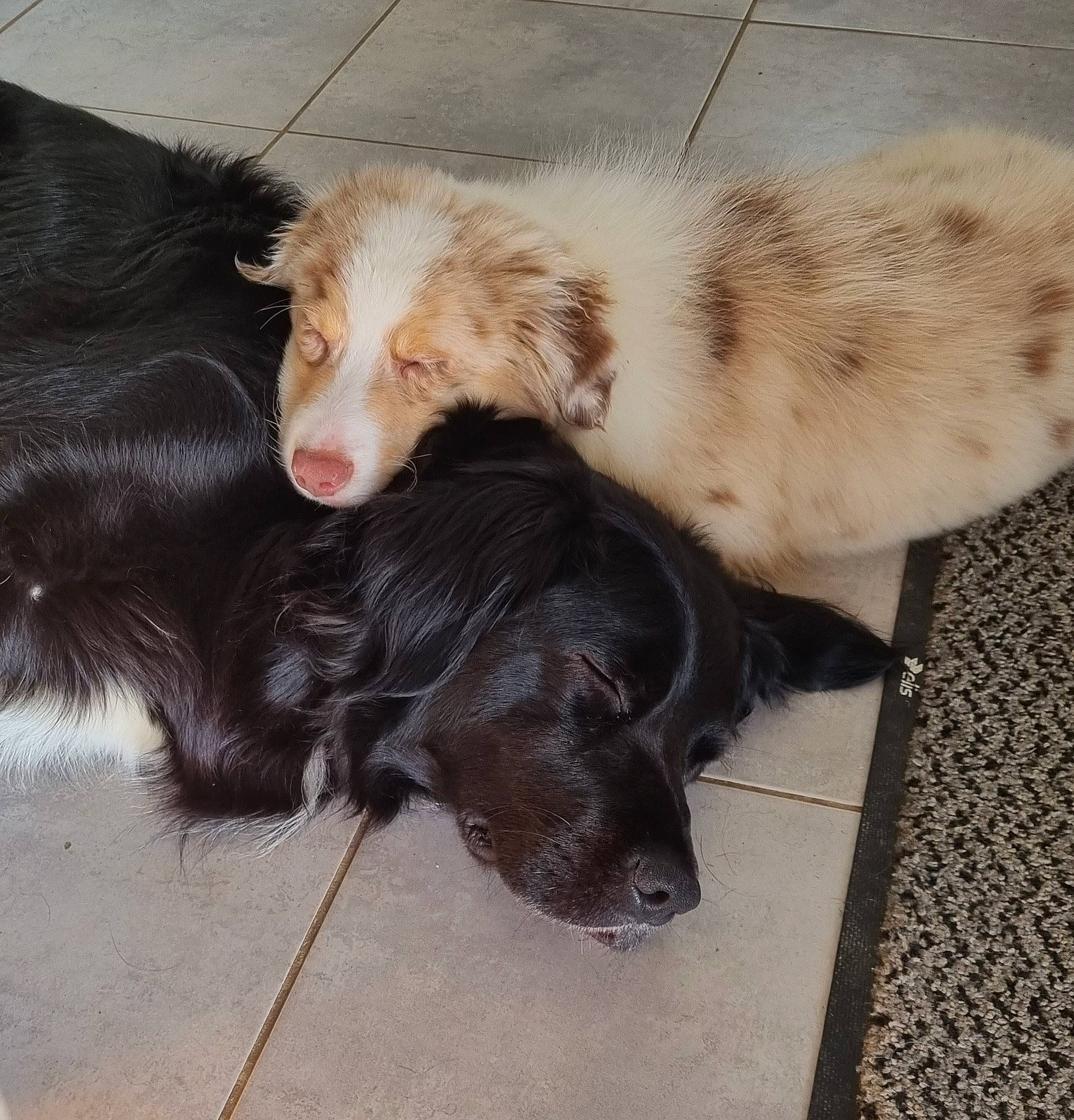 Naïko participe au concours pour gagner de l'argent avec cette photo : canidae, carnivore, claw, comfort, companion_dog, dog, dog_breed, fawn, felidae, flooring, fur, liver, nap, paw, snout, sporting_group, tail, terrestrial_animal, whiskers, working_animal