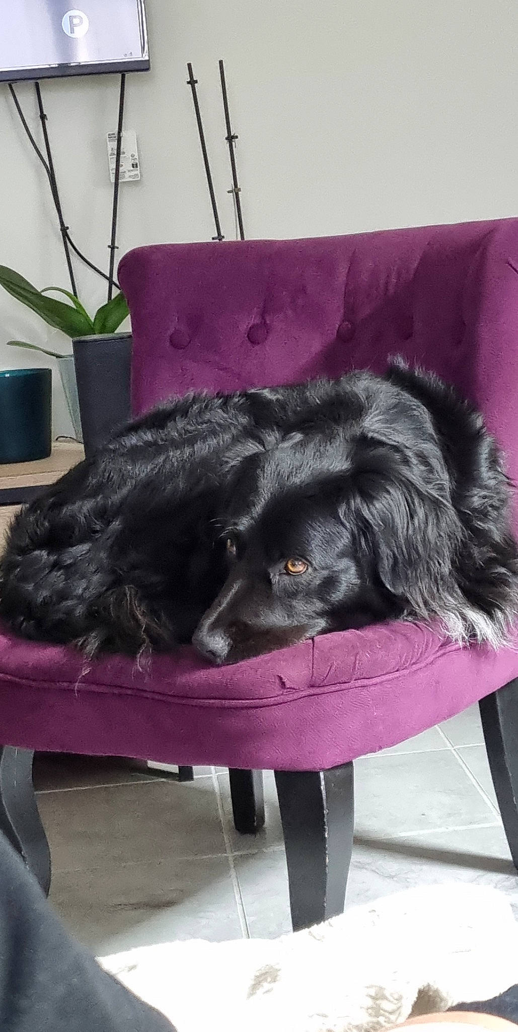 Naïko participe au concours pour gagner de l'argent avec cette photo : canidae, carnivore, chair, comfort, companion_dog, couch, dog, dog_breed, felidae, flowerpot, fur, houseplant, liver, magenta, nap, natural_material, plant, small_to_medium_sized_cats, sporting_group, tail