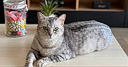 Princesse participe au concours pour gagner de l'argent avec cette photo : cat, silver_tabby, table, glass_jar, candy, plant, potted_plant, television, blurred_background, indoor, feline, pet, living_room, wooden_table, animal, relaxed, looking_at_camera, domestic_cat, household, cozy