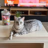 cat, silver_tabby, table, glass_jar, candy, plant, potted_plant, television, blurred_background, indoor, feline, pet, living_room, wooden_table, animal, relaxed, looking_at_camera, domestic_cat, household, cozy