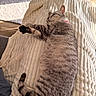 Princesse participe au concours pour gagner de l'argent avec cette photo : cat, tabby_cat, sleeping, blanket, texture, indoor, sunlight, relaxation, pet, cozy, fur, striped, pink_collar, resting, comfort, home, feline, soft, daylight, quiet