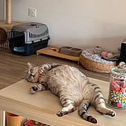 Princesse participe au concours pour gagner de l'argent avec cette photo : cat, tabby, relaxed, sleeping, table, wooden_table, pet_bed, cat_bed, pet_carrier, food_bowl, jar, candy, floor, indoor, domestic, feline, cozy, home, resting, cute