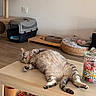 cat, tabby, relaxed, sleeping, table, wooden_table, pet_bed, cat_bed, pet_carrier, food_bowl, jar, candy, floor, indoor, domestic, feline, cozy, home, resting, cute